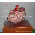 ISO Highly Detailed Brain Model with Cerebral Artery, Brain with Artery